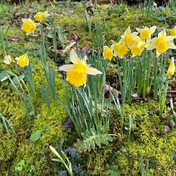 jonquilles2.jpg
